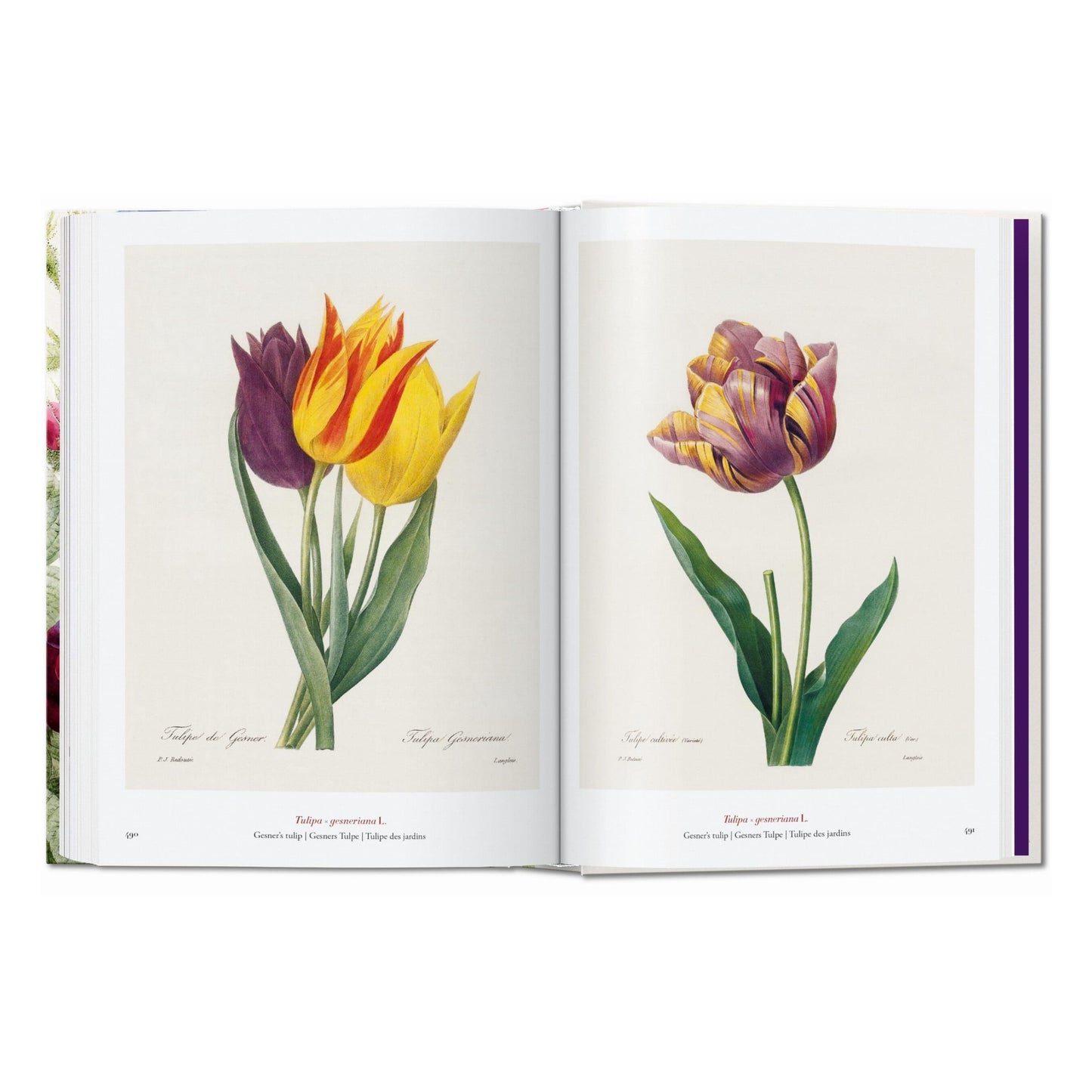 Redouté. The Book of Flowers. 45th Ed. (German, French, English) Book