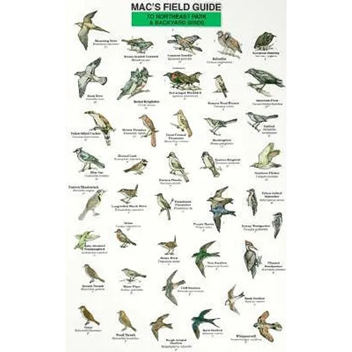 Mac's Field Guides: Northeast Park & Backyard Birds