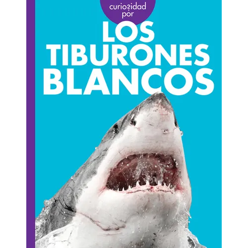 Curiosidad Por Los Tiburones Blancos