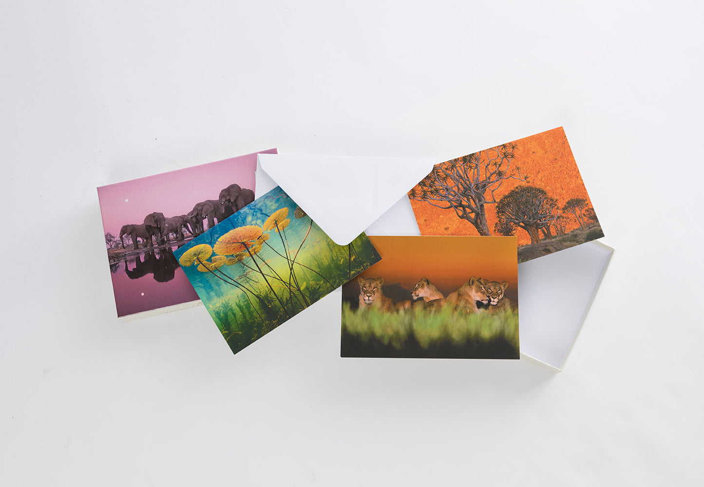 Into Africa: Blank Boxed Notecards Hardcover Book