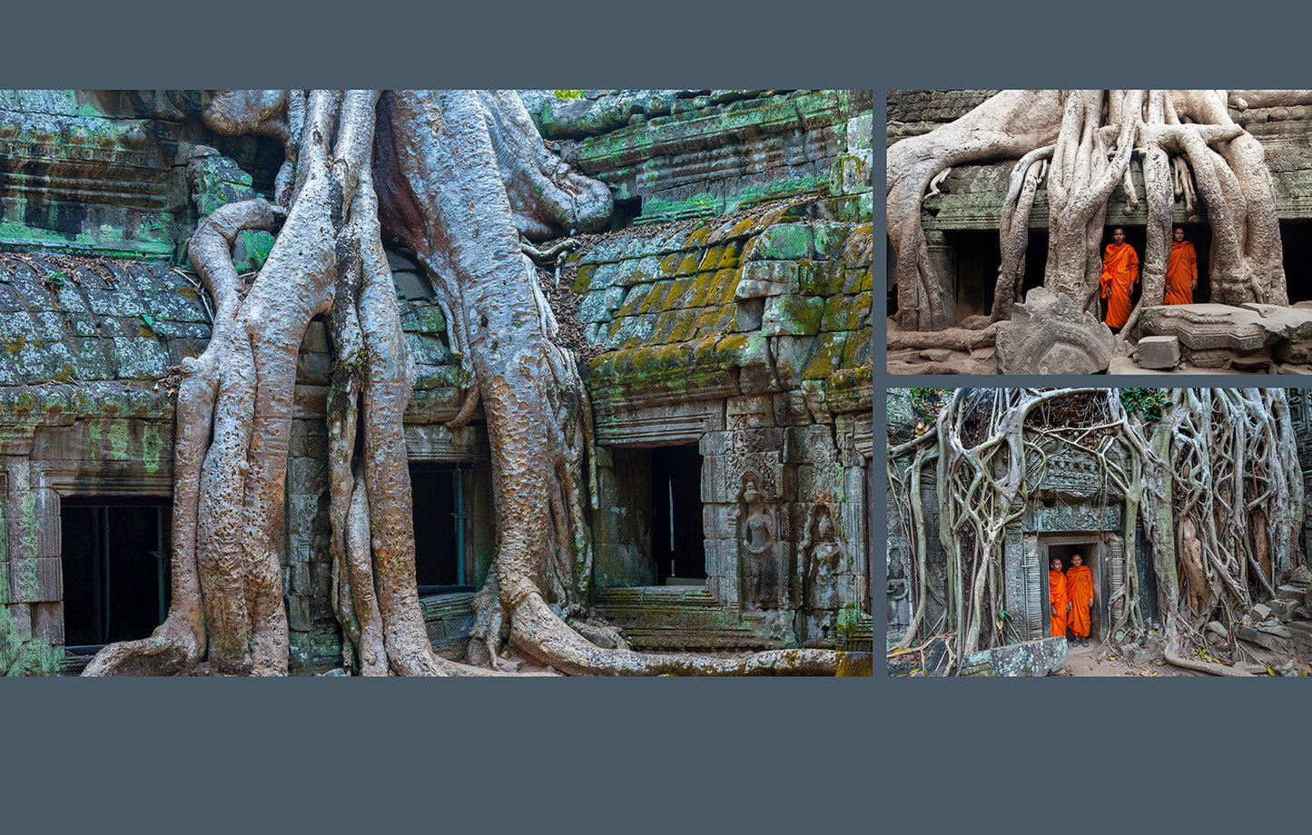 Trees Hardcover Book