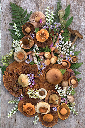 Flowers and Fungi Boxed Note Cards