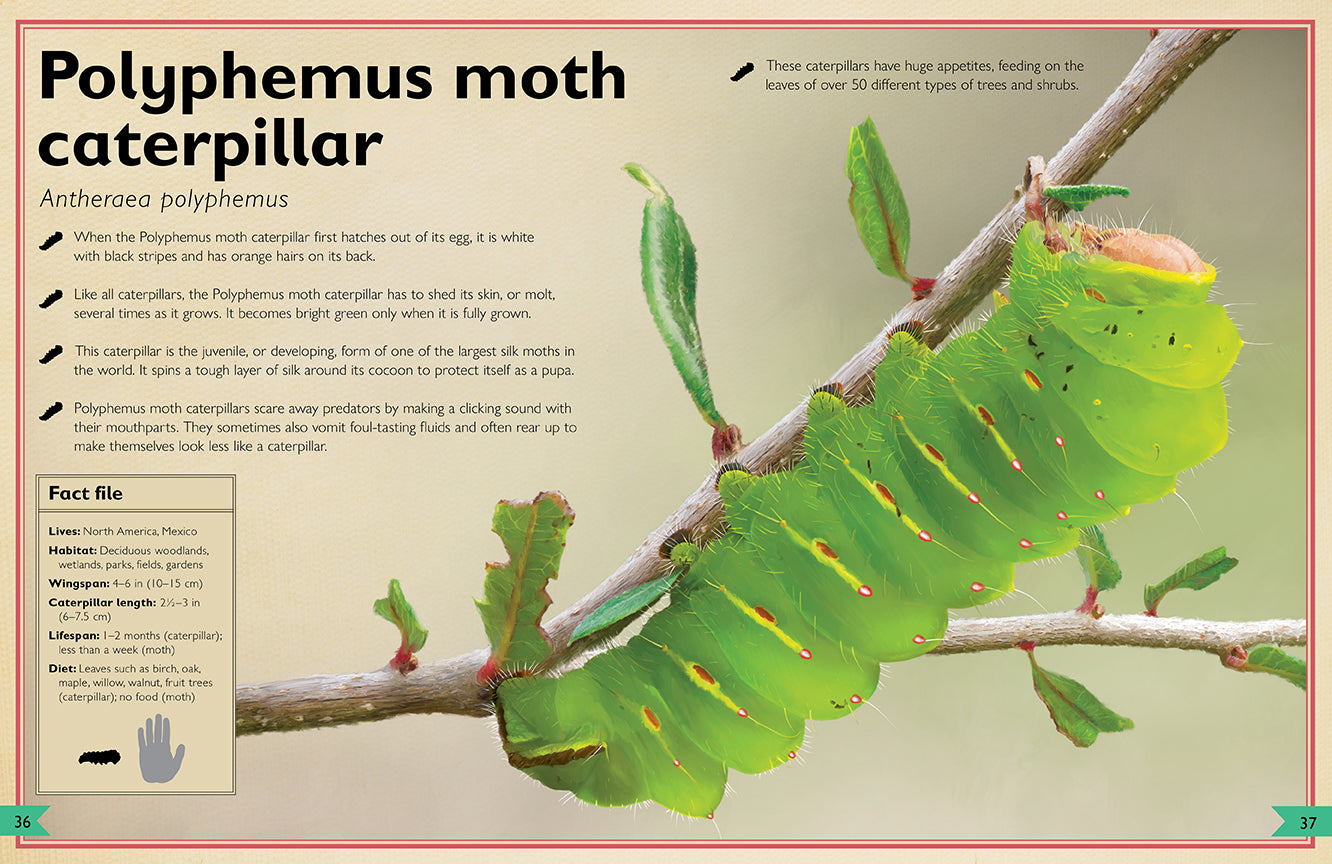 The Magnificent Book of Butterflies & Moths Hardcover Book