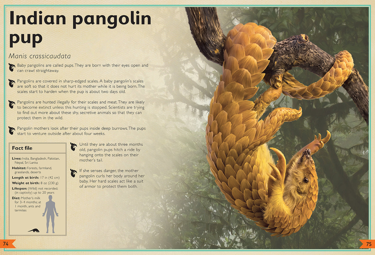 The Magnificent Book of Baby Animals Hardcover Book