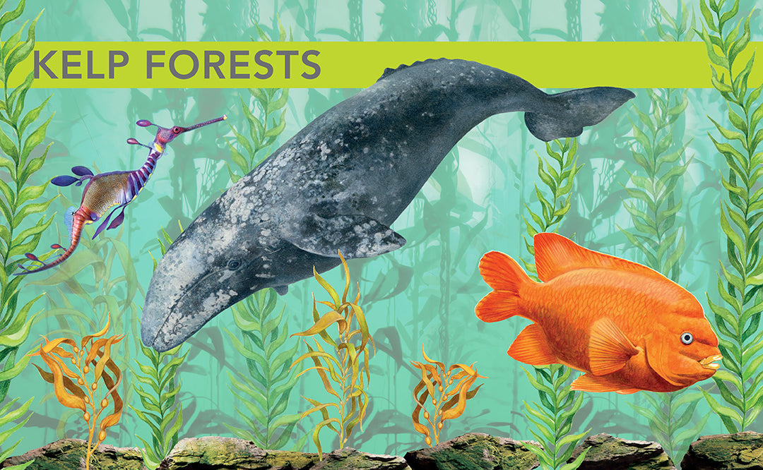 Ocean Creatures Hardcover Book