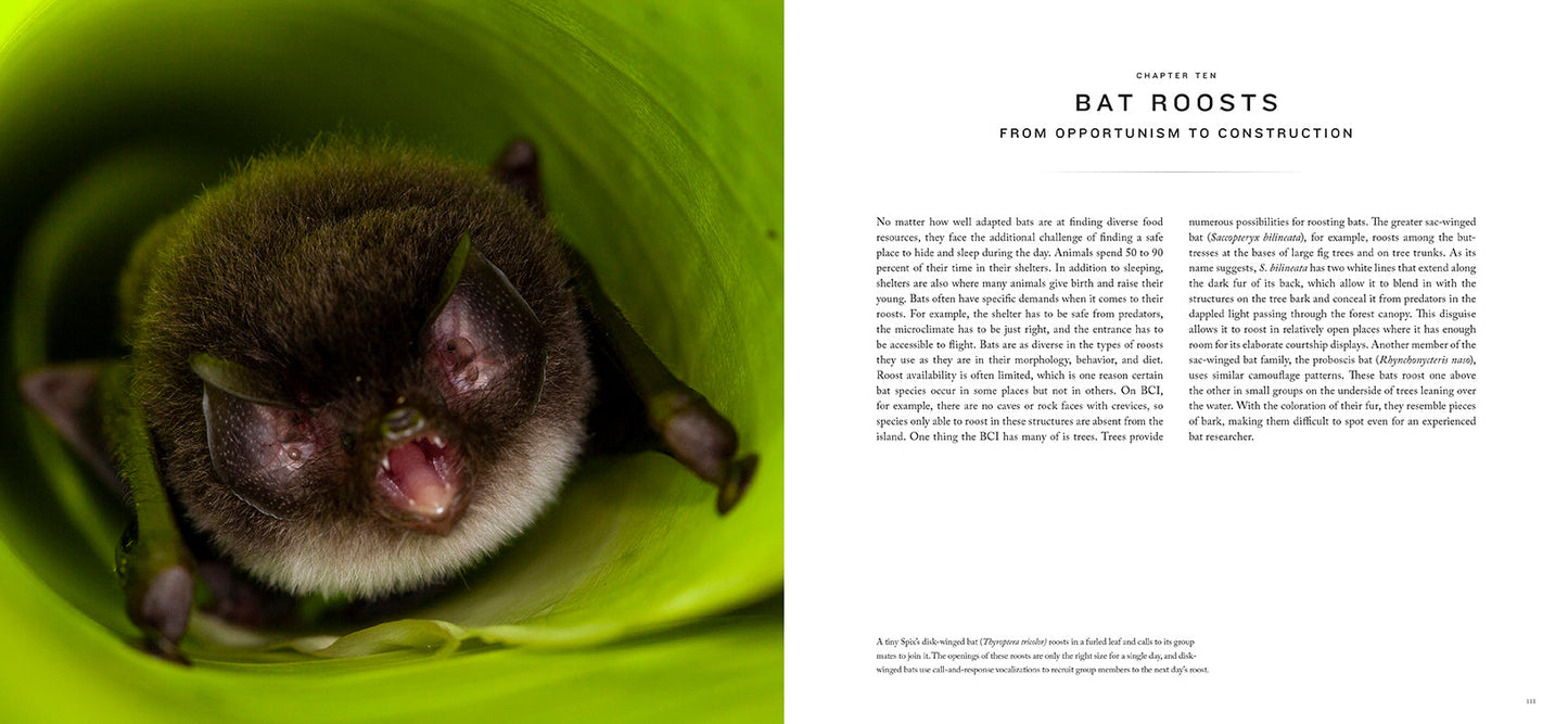 Bat Island Hardcover Book
