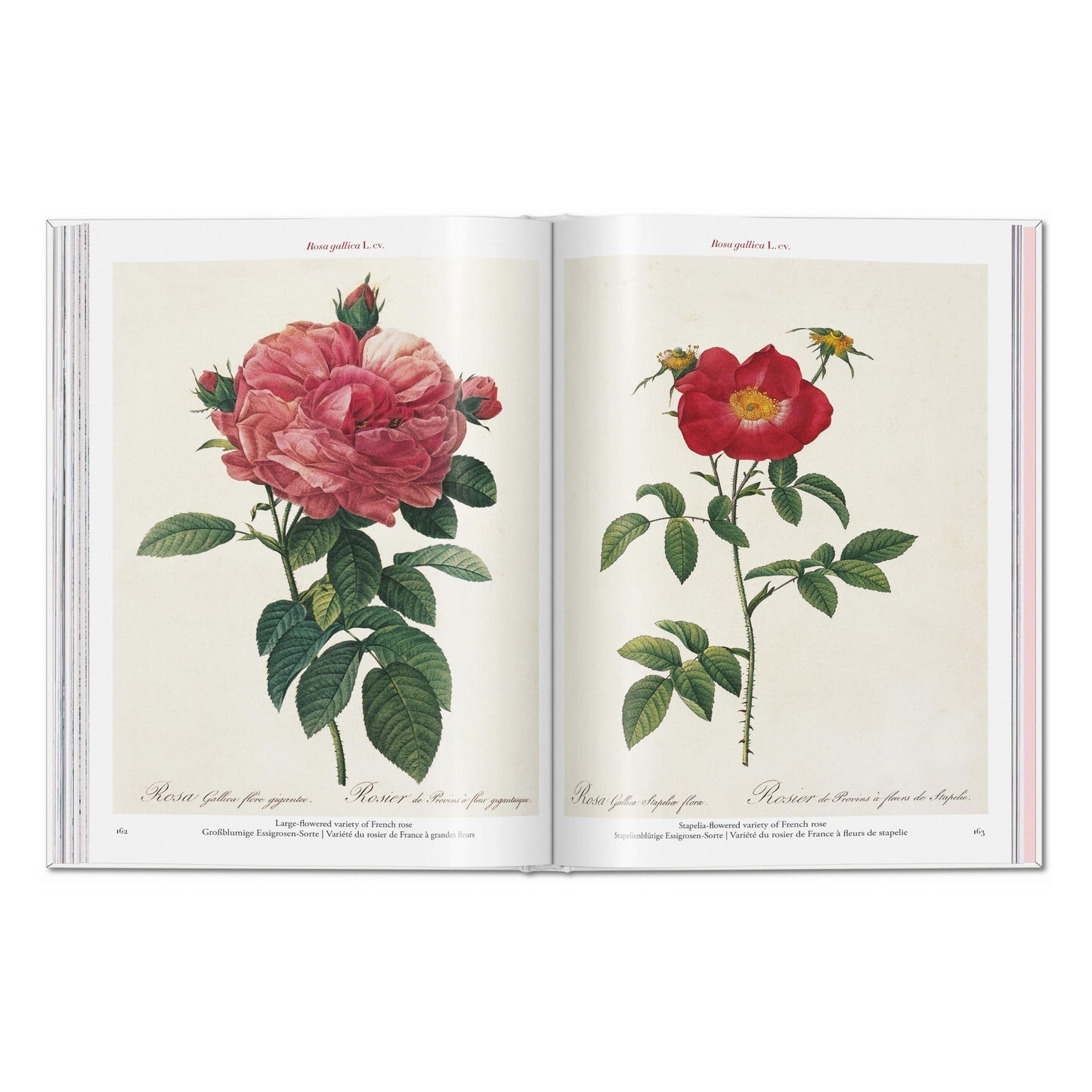Redouté. Roses (German, French, English) Book