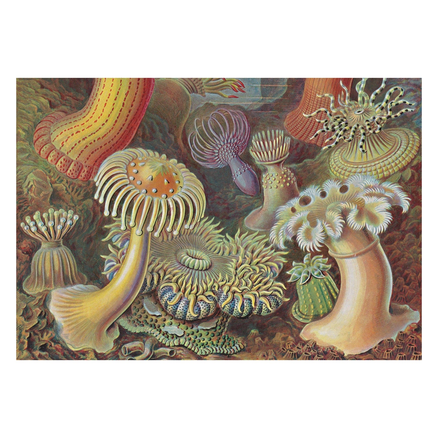 The Art and Science of Ernst Haeckel. 45th Ed. (English) Book