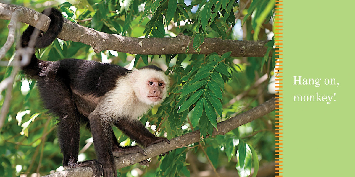 Monkeys Swing Book