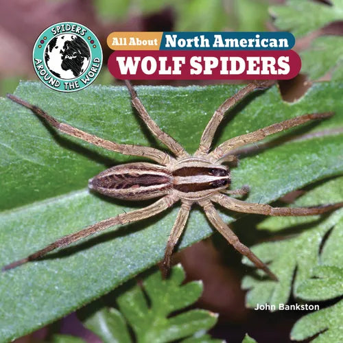 All about North American Wolf Spiders