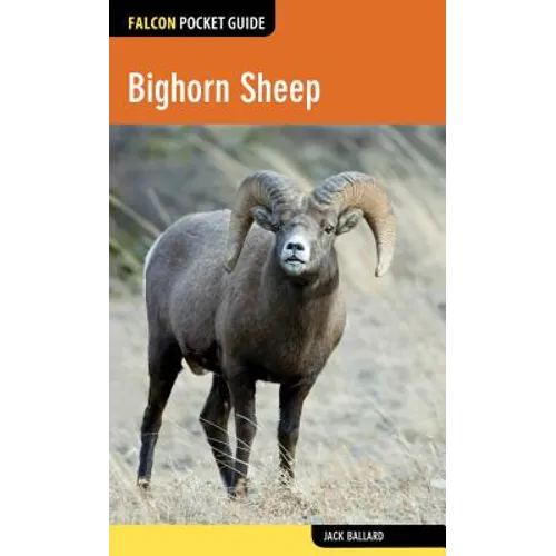 Bighorn Sheep