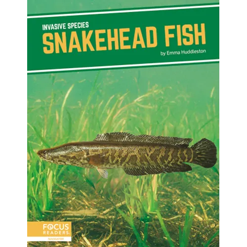 Snakehead Fish