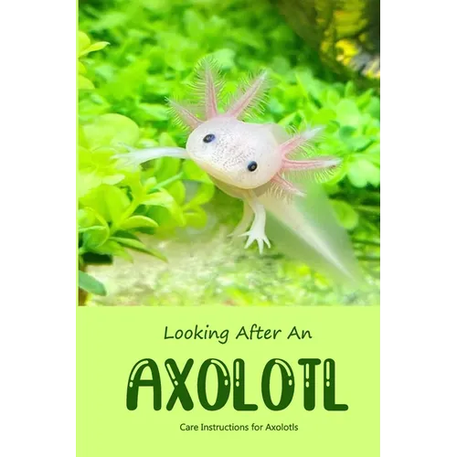 Looking After An Axolotl: Care Instructions for Axolotls