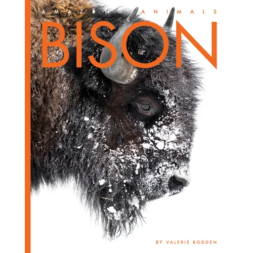 Bison