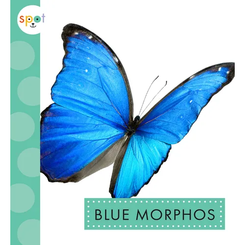 Blue Morphos