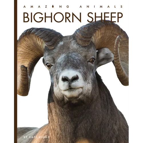 Bighorn Sheep