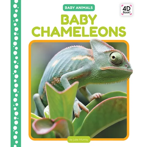 Baby Chameleons