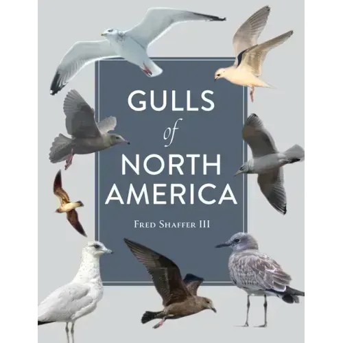 Gulls of North America