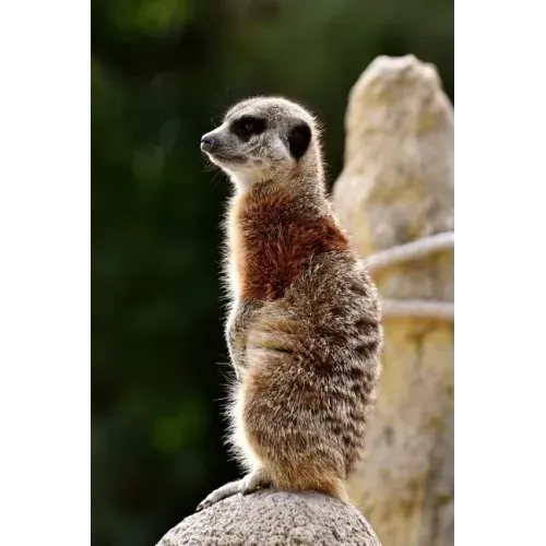 Meercat: The Meerkat or Suricate Is a Small Carnivoran Belonging to the Mongoose Family. It Is the Only Member of the Genus Suricata.