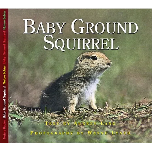 Baby Ground Squirrel