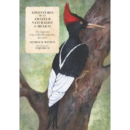 Adventures of an Amateur Naturalist in Mexico: The Imperial Ivory-billed Woodpecker, Revisited