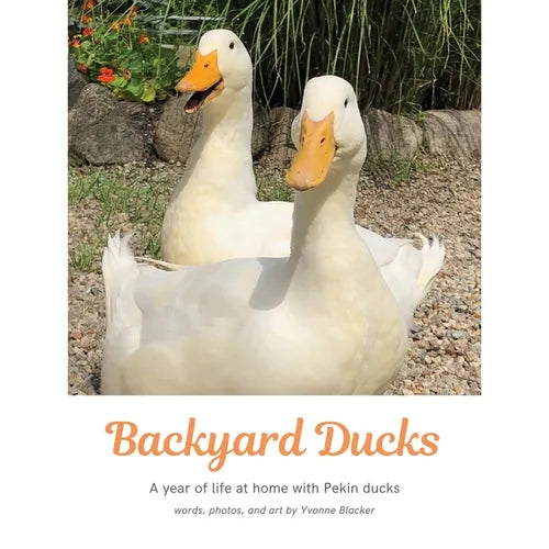 Backyard Ducks: A year of life at home with Pekin ducks - Paperback