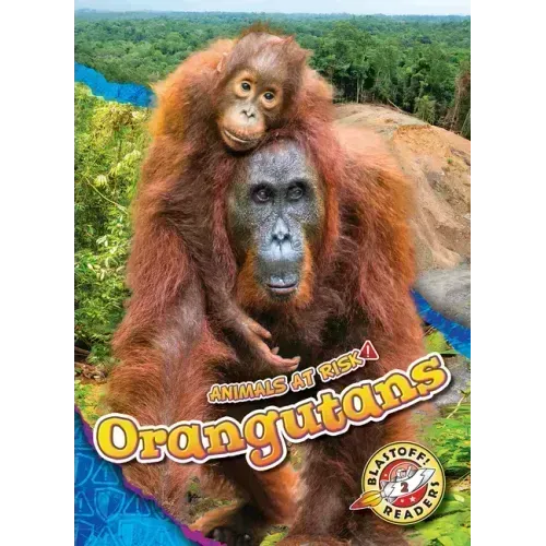 Orangutans