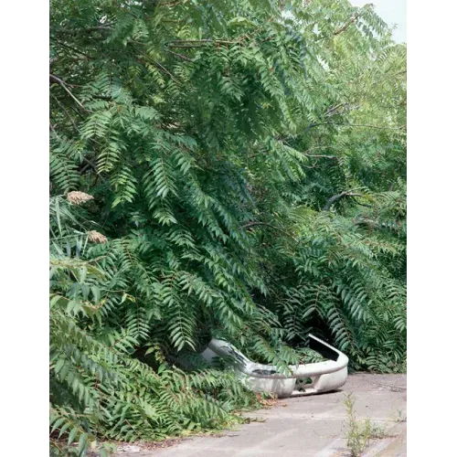 Franziska Klose: Detroit: Field Notes from a Wild City