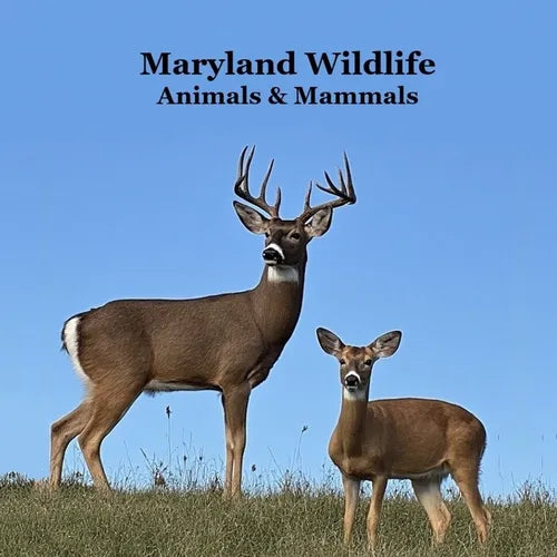 Maryland Animals and Mammals Kids Wildlife Book: Great Wildlife Book about Animals and Mammals in Maryland
