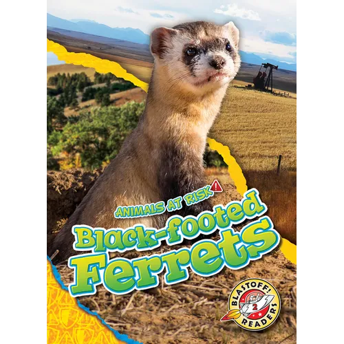 Black-Footed Ferrets