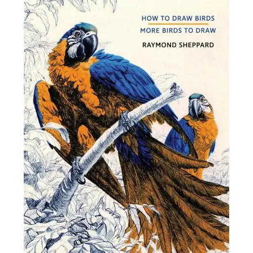 How to Draw Birds / More Birds to Draw