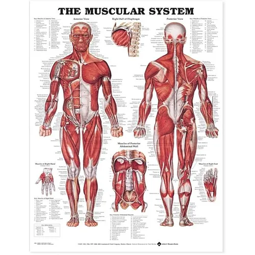 The Muscular System Anatomical Chart