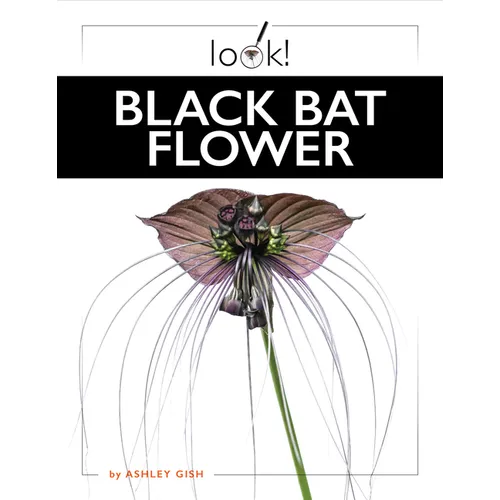 Black Bat Flower
