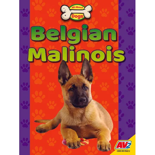 Belgian Malinois