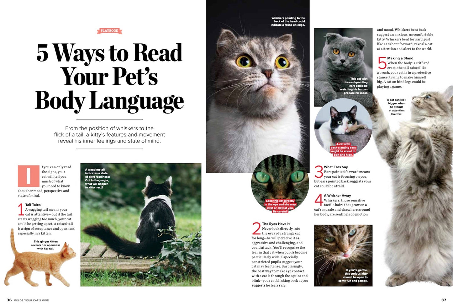 Cats - Inside Their Mind: Understand Their Body Language Decoding Baffling Behaviors Easy Ways to Strengthen Your Bond