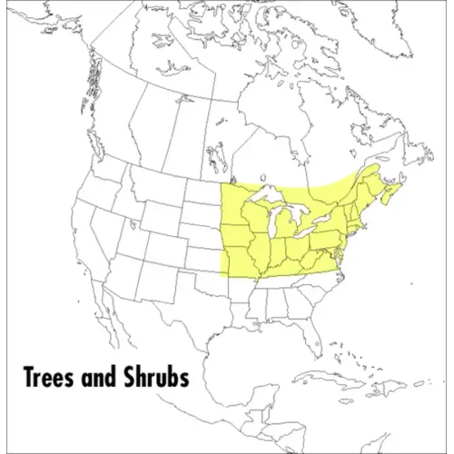 A Field Guide to Trees and Shrubs: Northeastern and North-Central United States and Southeastern and South-Central Canada