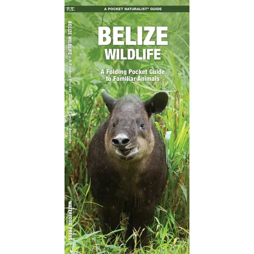 Belize Wildlife: A Folding Pocket Guide to Familiar Animals