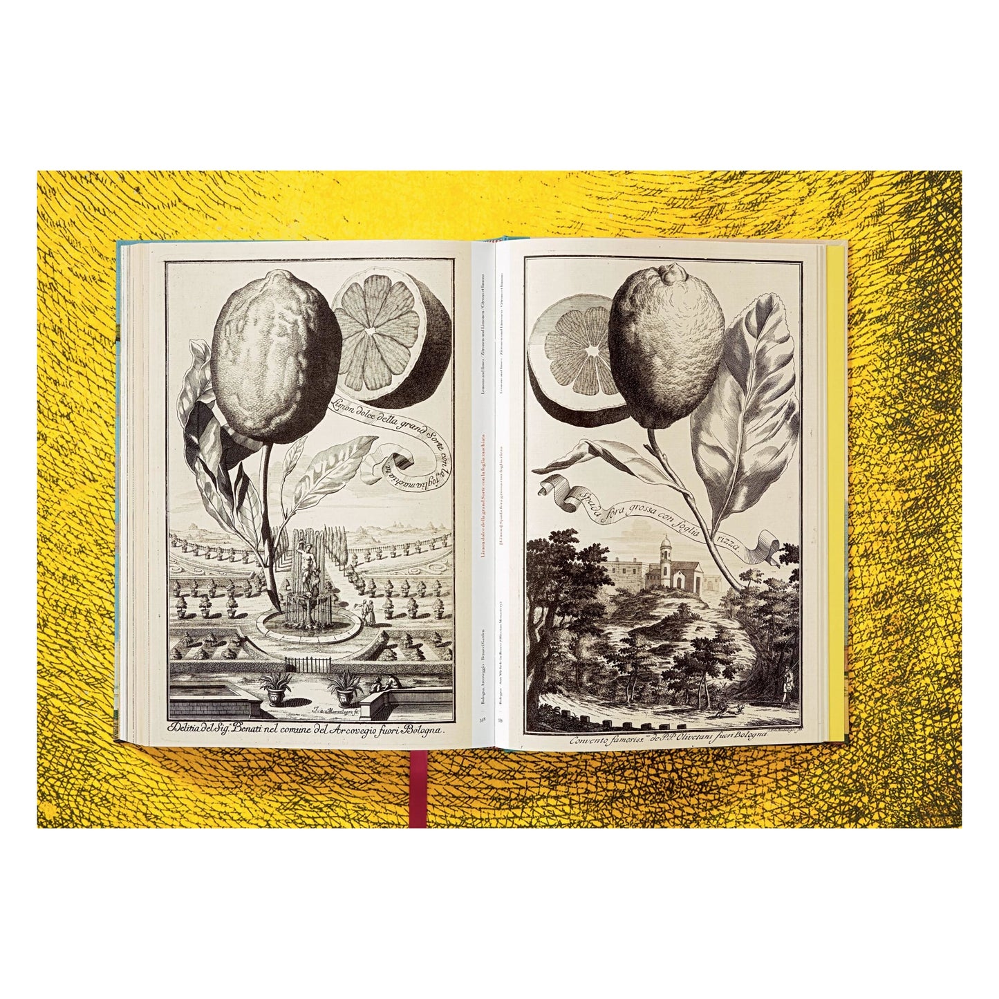 J. C. Volkamer. The Book of Citrus Fruits (German, French, English) Book