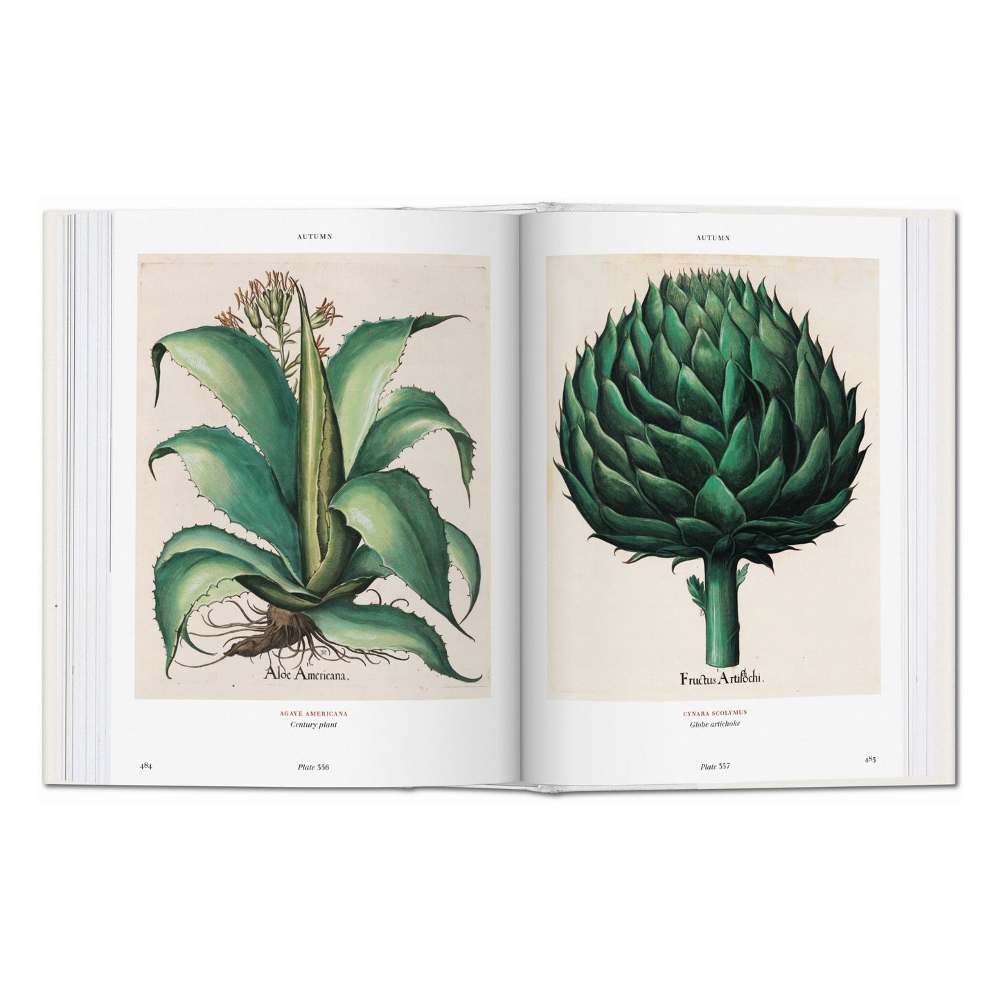 Basilius Besler. Florilegium. The Book of Plants (English) Book