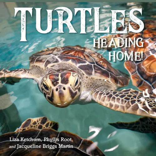 Turtles Heading Home! - Hardcover