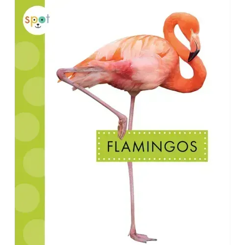 Flamingos