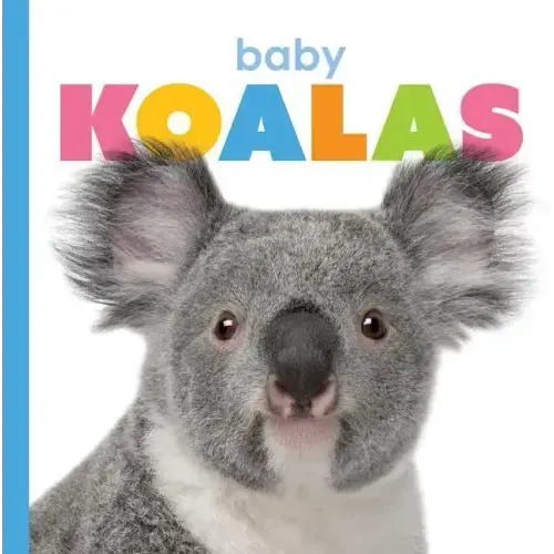 Baby Koalas