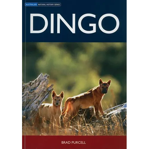 Dingo