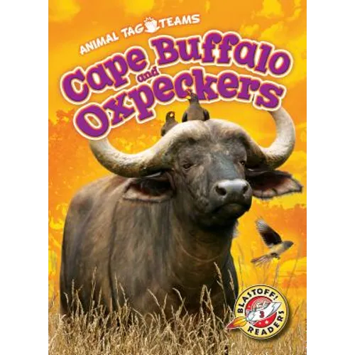 Cape Buffalo and Oxpeckers