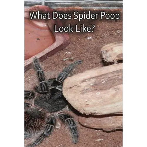 What Does Spider Poop Look Like?