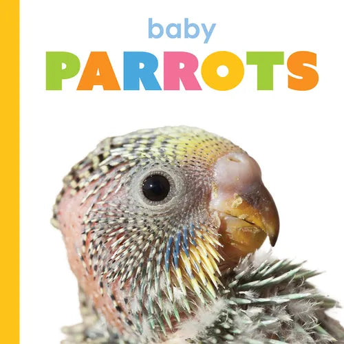 Baby Parrots