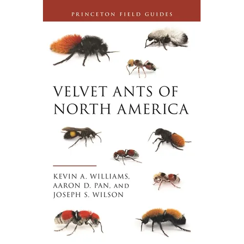 Velvet Ants of North America
