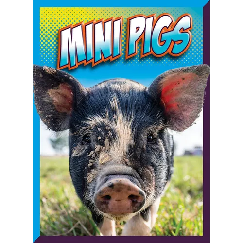 Mini Pigs