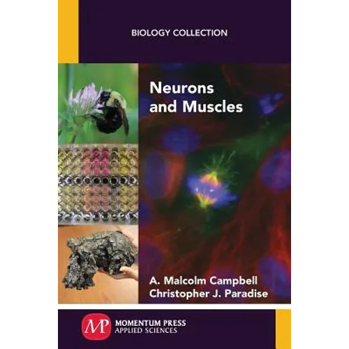 Neurons and Muscles