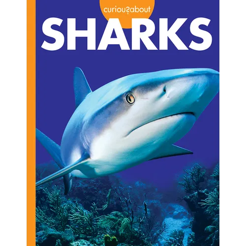 Curious about Sharks